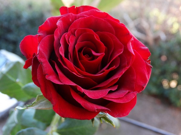 rose rouge pour offrir