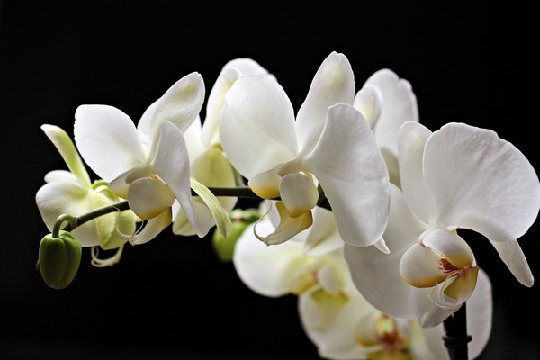 composition orchidée vergez tarnos