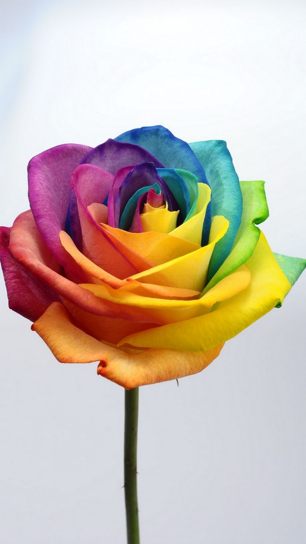 rose multicolore