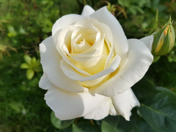 rose blanche