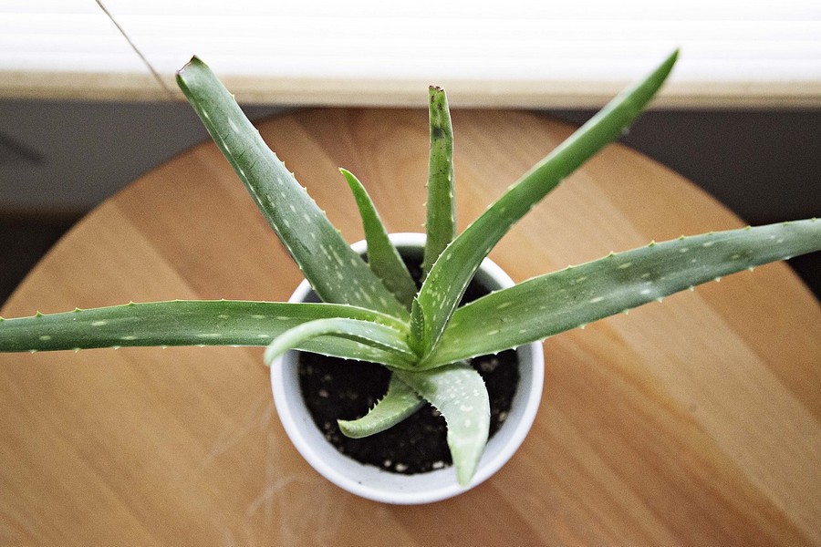 aloe vera plante depolluante