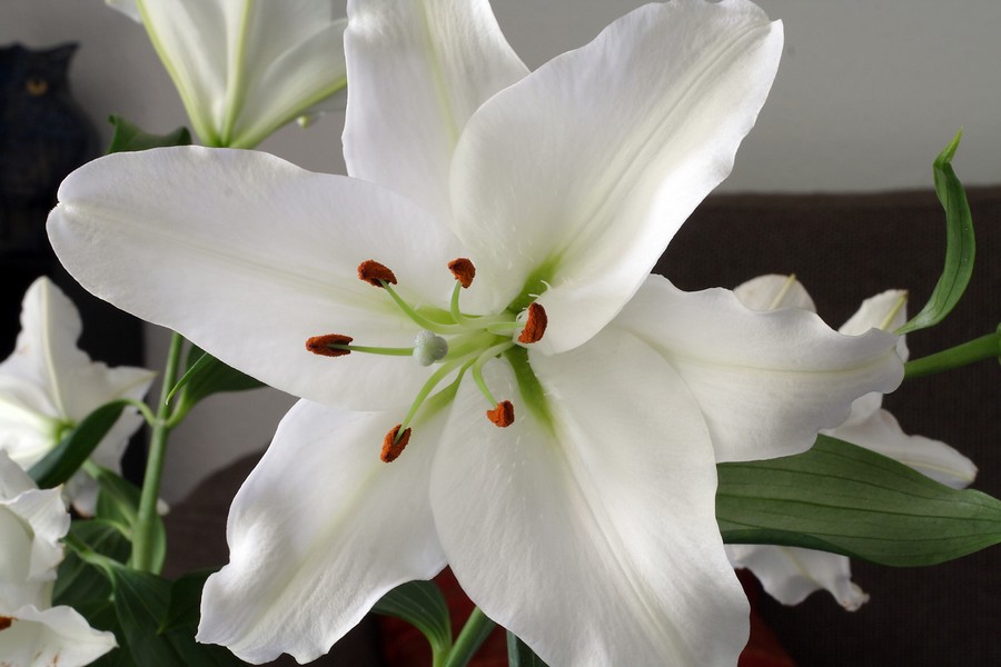 lys blanc amour amitie