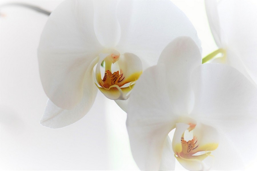 orchidee phalaenopsis blanche