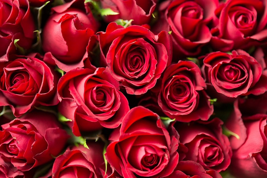 rose rouge amour